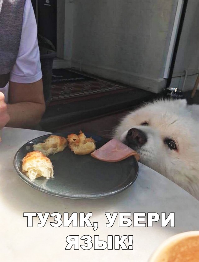 Милые животные. Мимиметр сломался