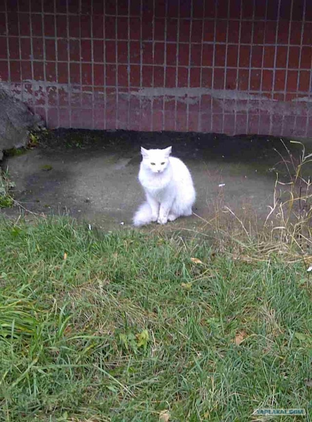 Котовторник! 08.11.11