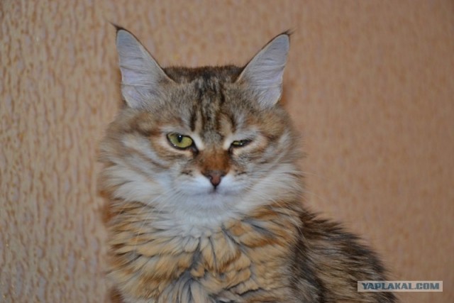 Котовторник 11.09.2012