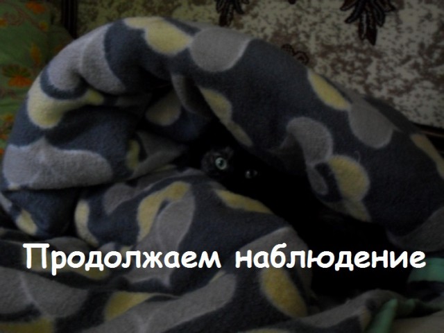 Картинки с котами и про котов