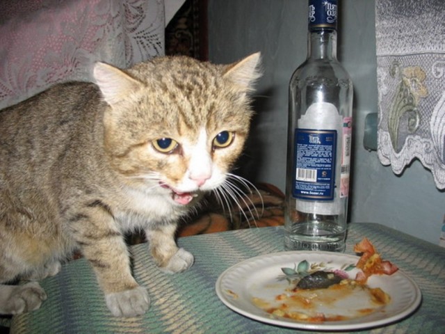 Алкоты
