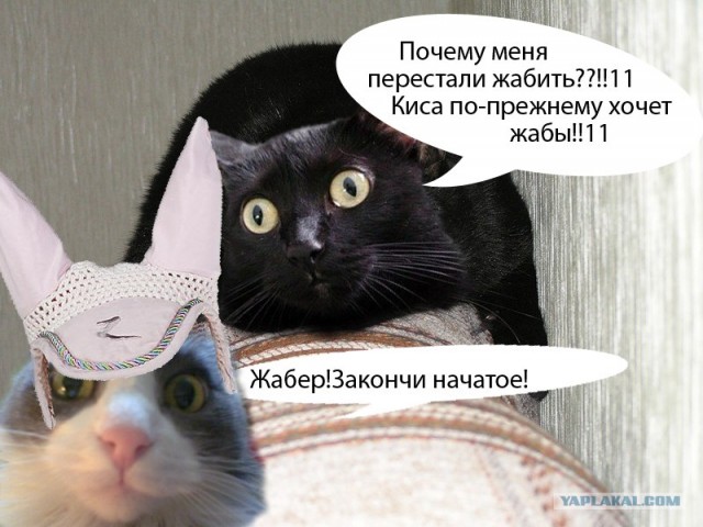 Киса хочет жабы