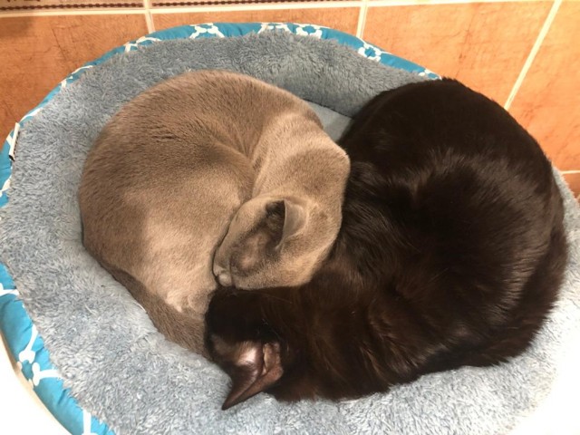 Black cats matter