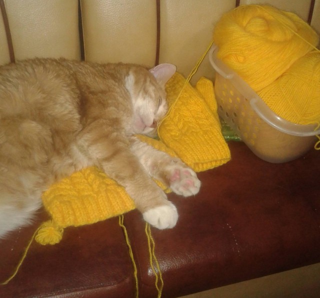 Смешные коты 18.08.20