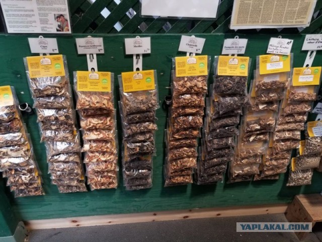 Чага - берёзовый гриб