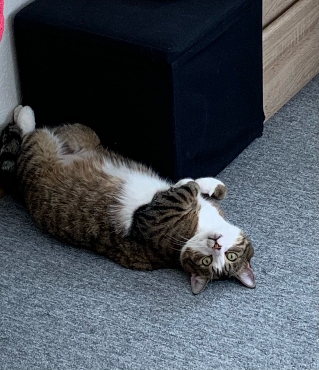 Вторник. Кото-вторник...