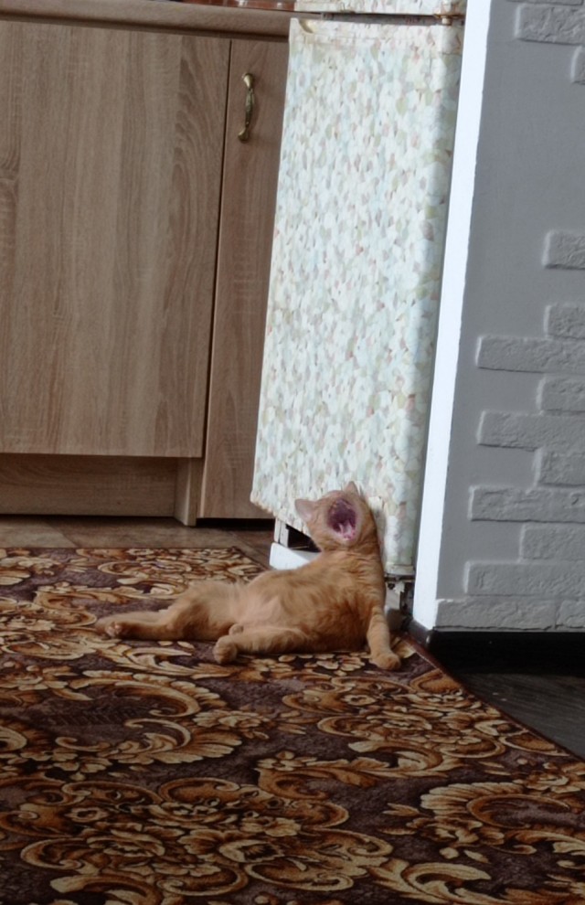 Котовторнику быть