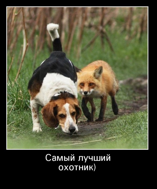 Инстинкт убийцы