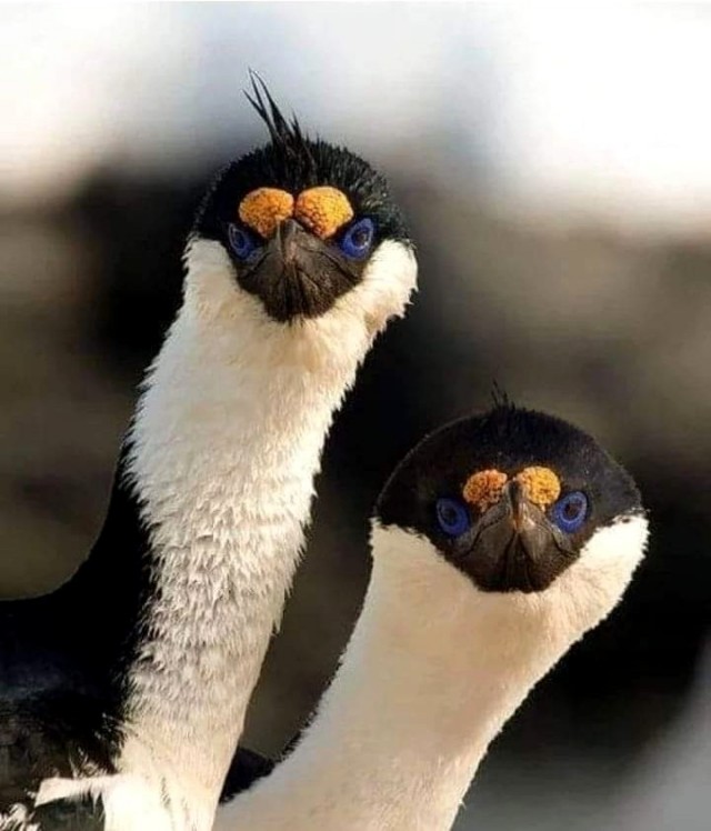 Юмор и картинки разные