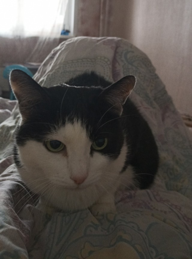 Котовторник 19.07.22