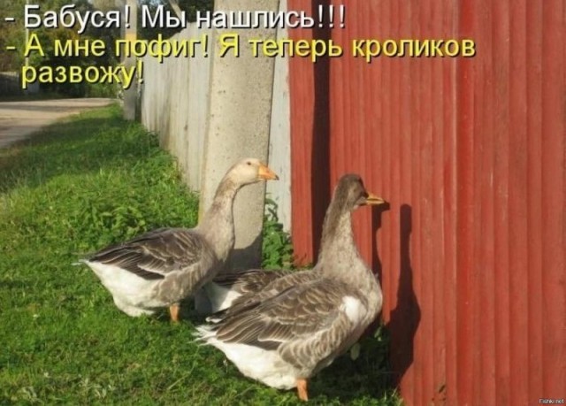 Гусь вялый
