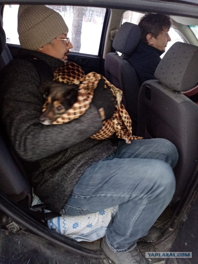 Собакочетверг или как я стал приемным папой