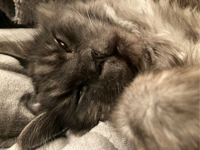 Котик Мейн-кун