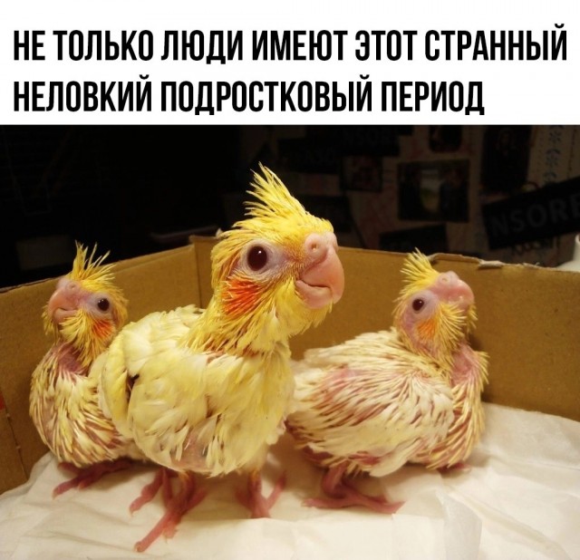 Так себе картинки 13.04.24