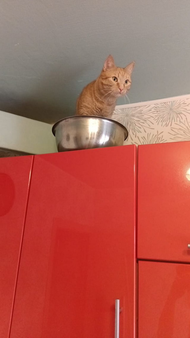 Сегодня отмечается День рыжего кота