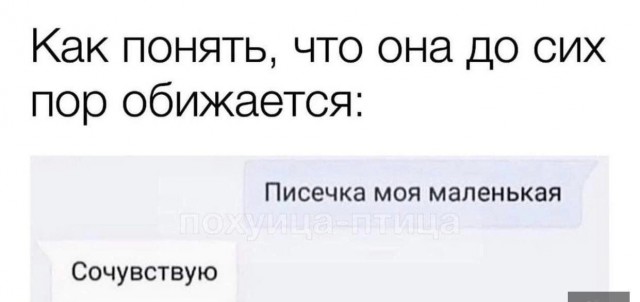 Весёлый полтишок 22.11.24