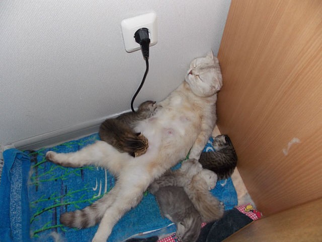 Притомилась!