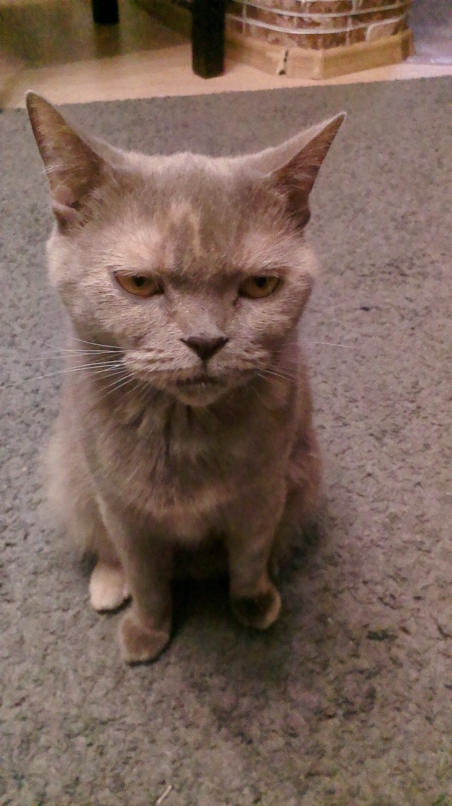 Заберу котёнка.. Спб