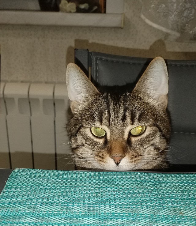 Кот: Жрёшь, кожаный?!