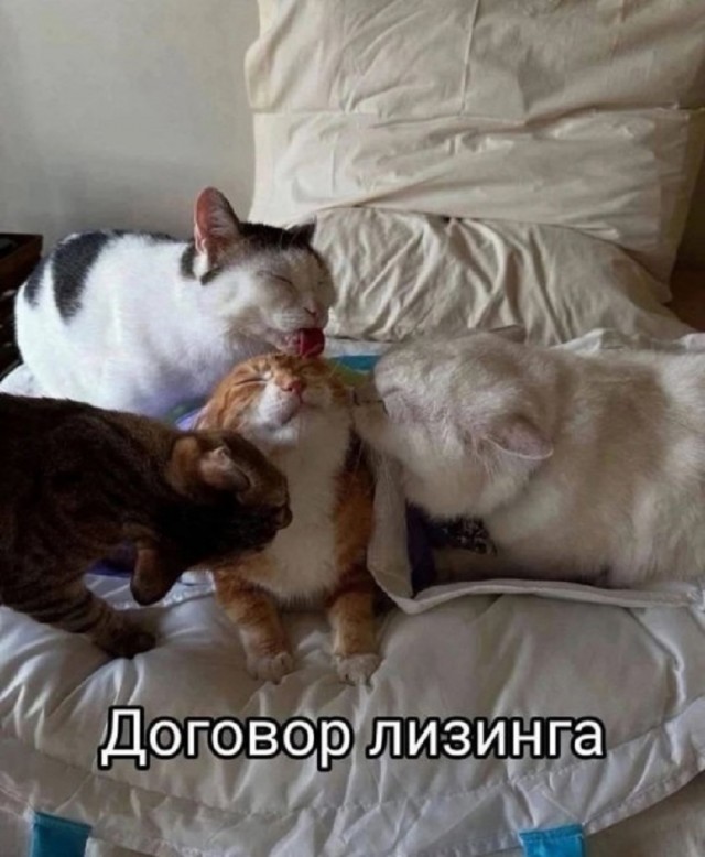 Так себе картинки 29.06.25