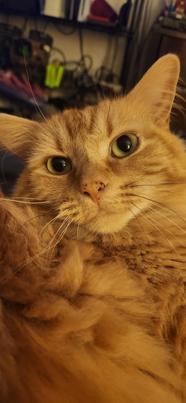 Кошка по имени Псих