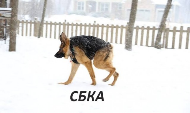 Ты кто?! Я волк