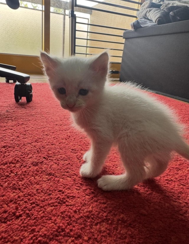 Мужчина нашёл котят на дороге