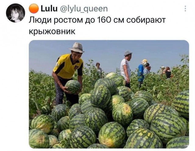 Картинки для деградации 267 (разной степени свежести)