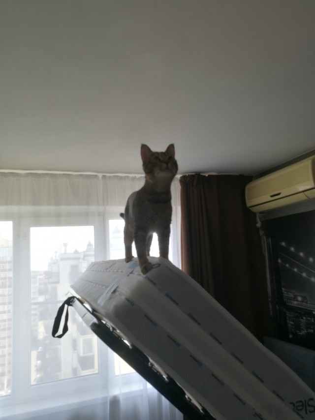 Котовторник. Начало