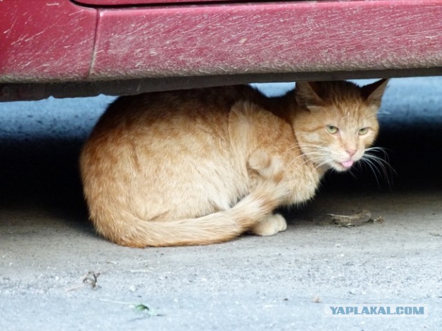 Котовторник   27.08.2013