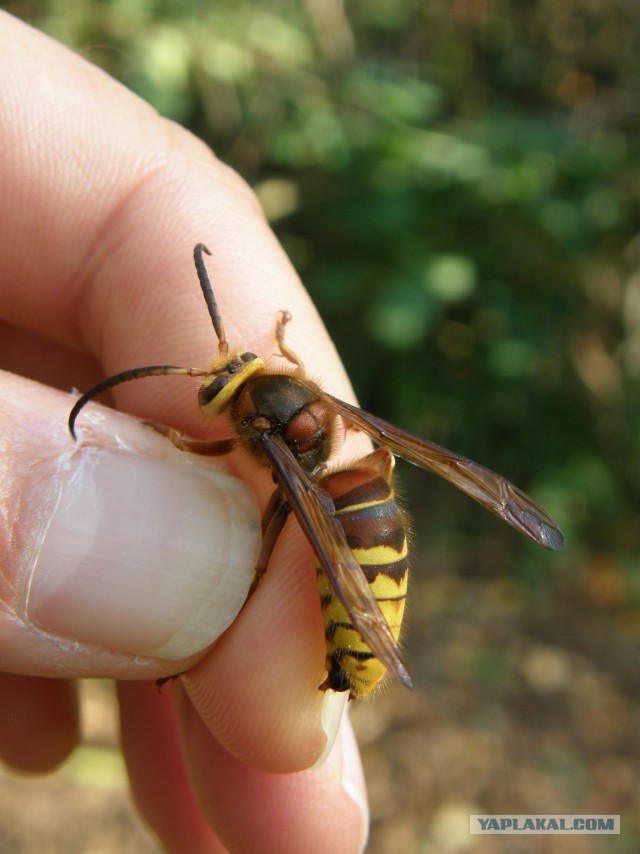 Шершень (Vespa crabro)