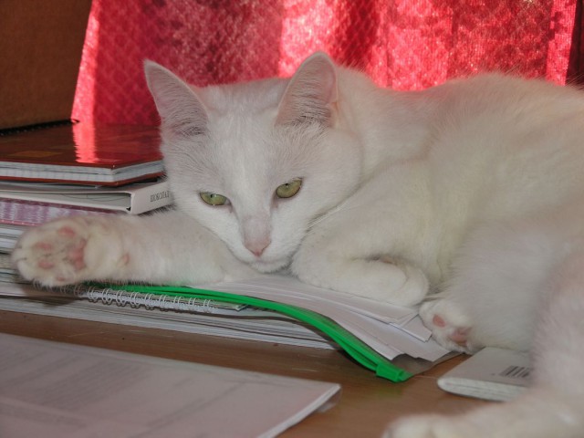 Котовторник 2.12.14