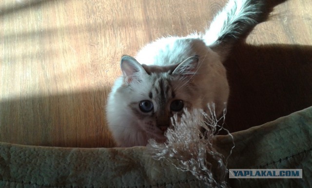 Котовторник