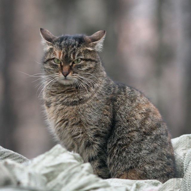 Уличные московские коты в фотографиях