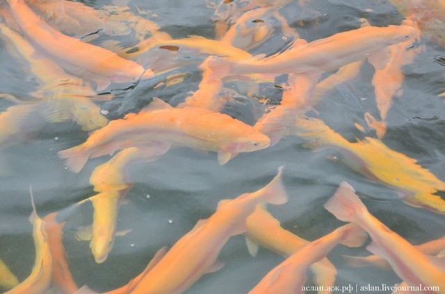 Как выращивают форель в Адлере