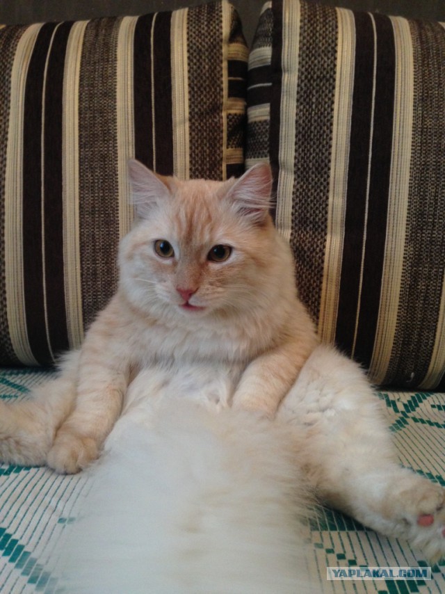 Котовторник