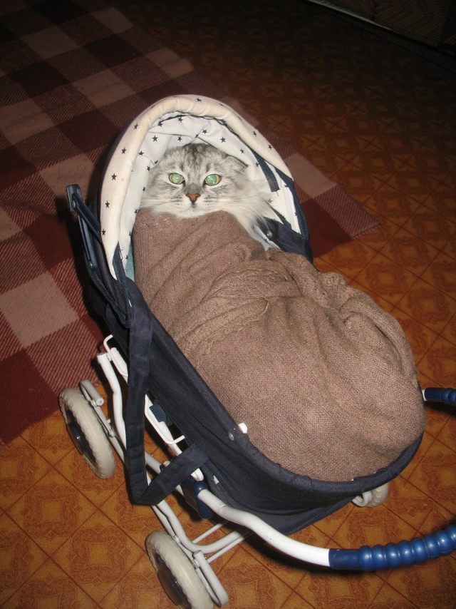 Котовторник 31.03.2015