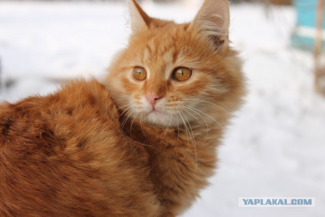 Уездные коты и кошки