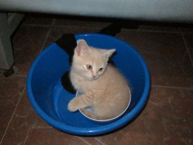 Котовторник