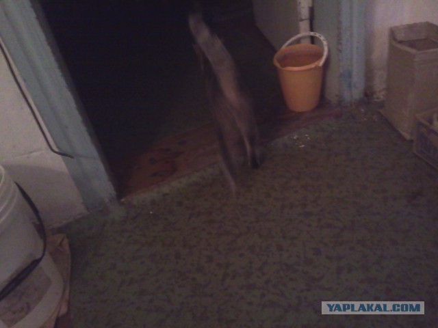 Котовторник   02.06.2015