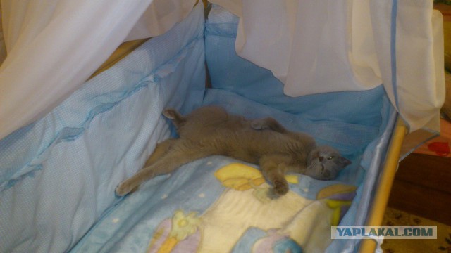 Котовторник