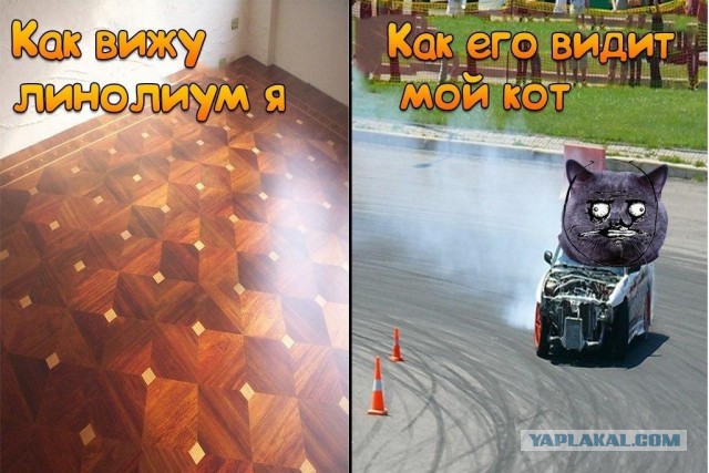 Мир глазами котов