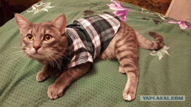Котовторник 22.12.2015