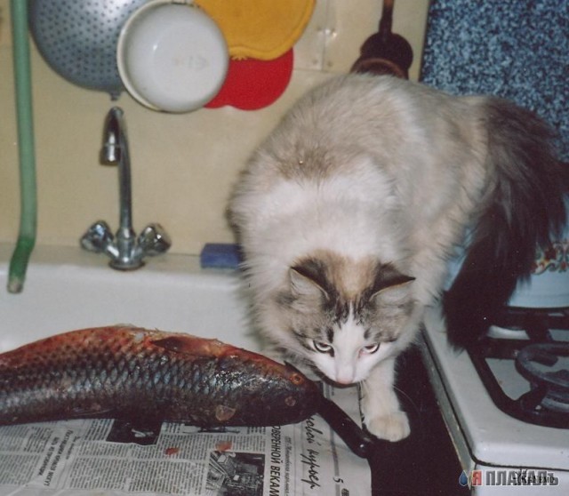 Коты, кошки, котята