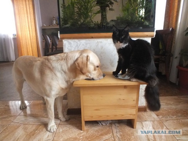 "Хозяйка, ну зачем мы завели этого монстра?"