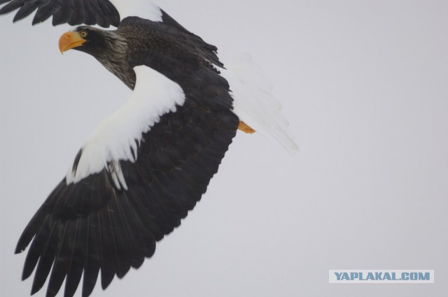 Медведи Камчатки