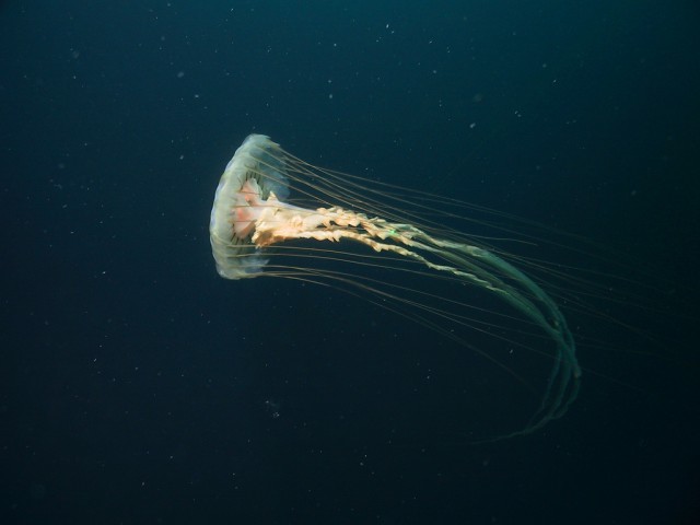 Медуза опасна, бессмысленна и беспощадна