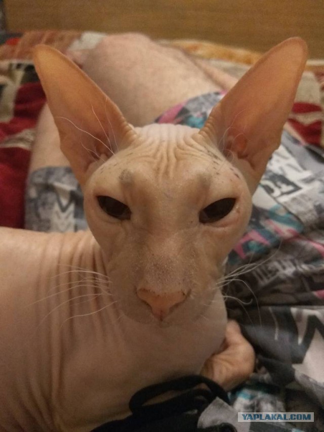 Новый жилец "Котоленда" Экзотический