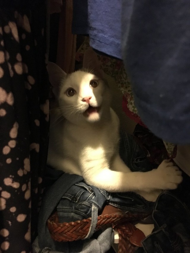 Коты из сети