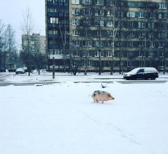 Подборка забавных животных